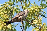 Mississippi Kite